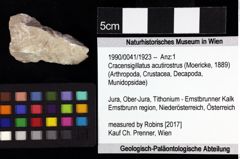 Foto (Objket + Etiketten) von Goniodromites bidentatus (Reuss, 1859) 